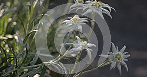 Close-up Edelweiss flowers on blurred green leaves flower field background. Edelweiss is a rare flower plant in Leontopodium