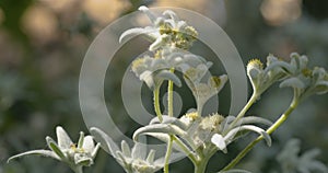 Close-up Edelweiss flowers in partial sunlight and shade on blurred bokeh background. Edelweiss is a rare flower plant in