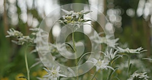 Close-up Edelweiss flowers swaying in wind on blurred bokeh flower field background. Edelweiss is a rare flower plant in