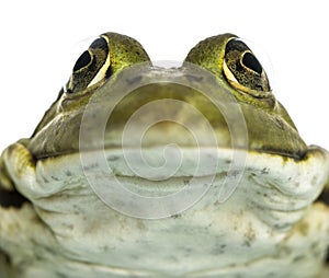 Close-up of an Edible Frog facing, Pelophylax kl. esculentus