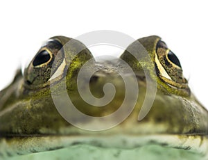 Close-up of an Edible Frog facing, Pelophylax kl. esculentus photo