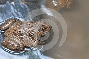 Close up edible frogs amphibian animal in concrete tank habitat