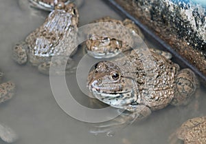 Close up edible frogs amphibian animal in concrete tank habitat