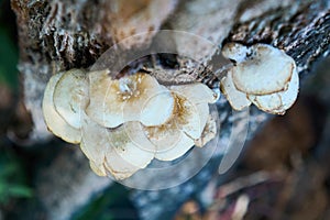 A close-up of an edible mushroom growing from a tree trunk in the forest