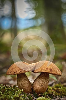 Close up of edible rough-stemmed bolete mushroom Leccinum scabrum on the forest