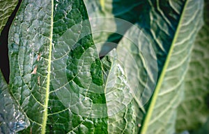 Close up of edible Rumex patientia leafs in the spring.