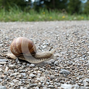 Close-up of a edible snail, helix pomatia