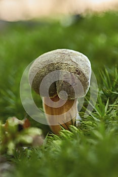Close up of edible Suillus collinitus mushroom on the forest