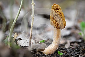 Close-up of edible tasty spring mushroom called early morel