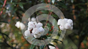 Close up of the edible white tasmanian snowberry, Gaultheria hispida in the cradle mountain national park