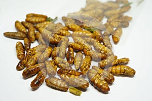 Close-up on edibles Silkworms