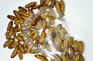 Close-up on edibles Silkworms