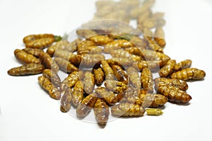 Close-up on edibles Silkworms