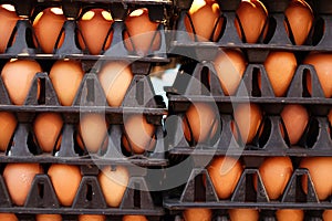 Close up of egg trays with full of eggs