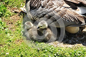 Close-up, the egg and the two young Barnacle Geese in the park in England in the summer.