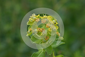 Close up of eggleaf spurge. Euphorbia oblongata