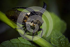 Close-up Eggplant Horned Planthopper insect, Leptocentrus Taurus