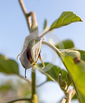 Close-up of eggplant on a plant