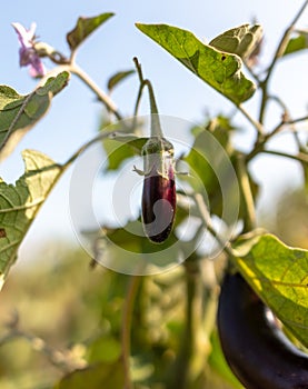 Close-up of eggplant on a plant