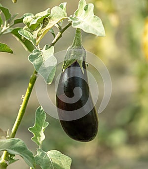 Close-up of eggplant on a plant