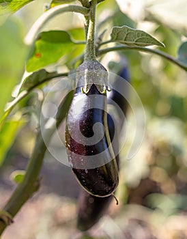 Close-up of eggplant on a plant