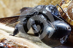 Close-up of eggs and imago Caucasian bees Xylocopa carpenter Val