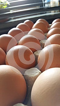 Close-up from eggs on a row