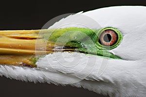 Close up Egret