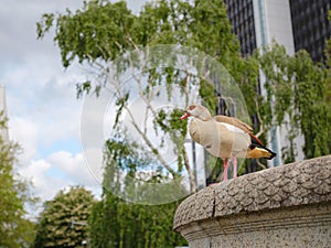 close-up of Egyptian or Nile goose Alopochen aegyptiaca on ground in city