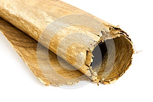 Close up of Egyptian paper reed