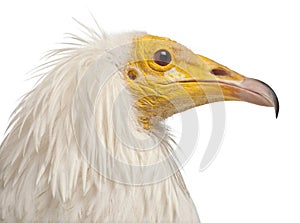 Close-up of Egyptian Vulture, Neophron percnopterus