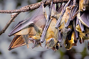 Close up of a Eidolon bat suspended upside down from a branch of a tree photo