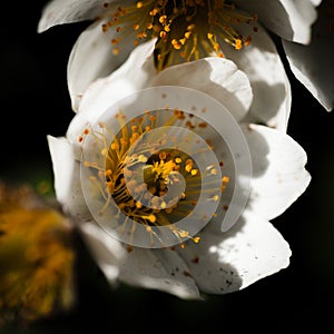 Close-up of an eight-petaled dryad flower with a dark black background