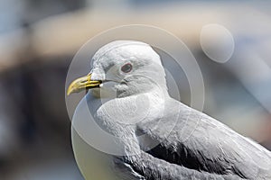 Close-up einer MÃ¶we