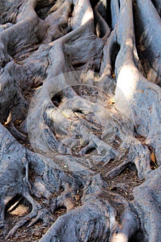 Close up of elaborate root structure of a Moreton Bay Fig Tree in Balboa Park, San Diego, California