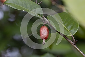 close up Elaeagnus pungens is a species of flowering plant in the family Elaeagnaceae