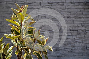 Close-up of elastic ficus with printed concrete wall in background
