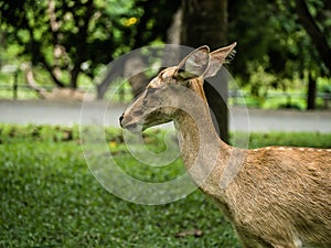Close-up Eld`s deer or Brow-antlered deer Rucervus eldii thamin standing on the lawn