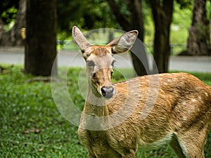 Close-up Eld`s deer or Brow-antlered deer Rucervus eldii thamin standing on the lawn