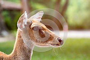 Close up of Eld`s deer head shot