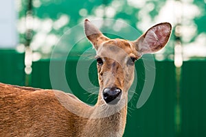 Close up of Eld`s deer head shot
