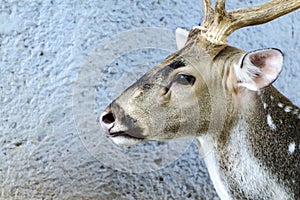 Close up Eld's deer