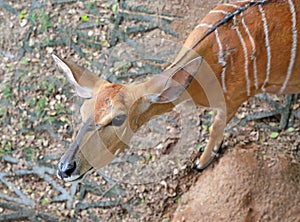 A Close up Eld`s deer in zoo