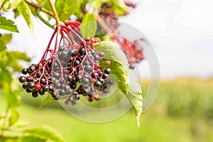 Close-up Elderberry busch