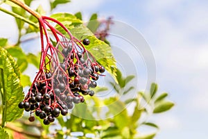 Close-up Elderberry busch