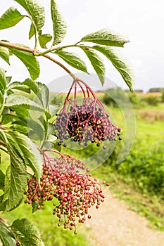 Close-up Elderberry busch