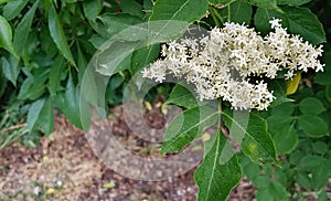 Close-up of elderflower healthy herb flower