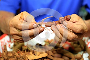 A close-up of an elderly Asian man preparing soggy tamarind by cracking ripe, sour tamarind shells on a wooden table at home