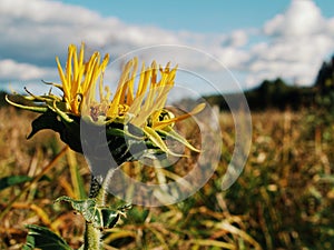 Close up of a Elecampane during autumn