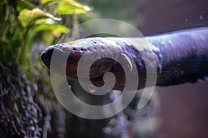 Close up of an electric eel